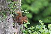 Red squirrel (Sciurus vulgaris) eating a nut, France