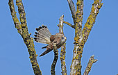 Kestrel (Falco tinnunculus) grooming itself on a branch, Normandy, France.