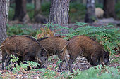 Wild boar (Sus scrofa) feeding in undergrowth, France