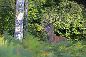 Red deer (Cervus elaphus) male deer at the edge of a forest, Normandy, France