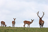 Red deer (Cervus elaphus) male and hinds, France