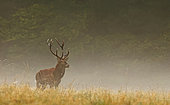 Red deer (Cervus elaphus) male in mist, Normandy, France