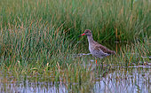 Common Redshank (Tringa totanus) in reedbed, Normandy, France