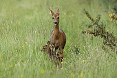 RoeDeer (Capreolus capreolus), female with fawn in the grass, France