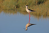 Black-winged Stilt (Himantopus himantopus) in redd bed, Normandy, France