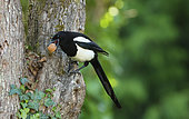 Eurasian Magpie (Pica pica) eating a nut, Normandy, France