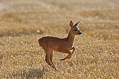 RoeDeer (Capreolus capreolus), fawn in a harvested field, France