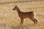 RoeDeer (Capreolus capreolus), fawn in a harvested field, France