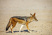 Black backed jackal walking isolated in natural background in Kgalagadi transfrontier park, South Africa ; Specie Canis mesomelas family of Canidae