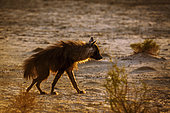 Brown hyena walking in backlit hairs up in Kgalagadi transfrontier park, South Africa; specie Parahyaena brunnea family of Hyaenidae