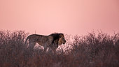 African lion walking on top of dune at dawn in Kgalagadi transfrontier park, South Africa; Specie panthera leo family of felidae