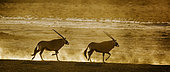 Two South African Oryx running in sand dust at dawn in Kgalagadi transfrontier park, South Africa; specie Oryx gazella family of Bovidae