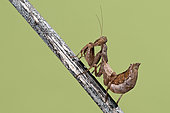 A profile of a European Dwarf Mantis (Ameles spallanzania) on the green background