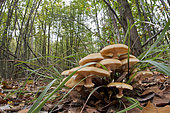 Honey mushroom (Armillaria mellea) in its natural environment, Liguria, Italy