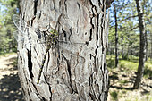 Adult male of western spectre (Boyeria irene) resting on Pinus sp. trunk, Liguria, Italy