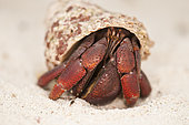 A frontal close-up of the Hermit Crab (Coenobita clypeatus) walking on sand, Aruba, Netherlands