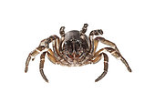 Female of trapdoor spider (Cteniza sauvagesi) on white background, front view, Corsica, France