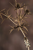 Discrete chaperon (Cymbalophora pudica) perched on dry Eryngium sp. plant, Liguria, Italy