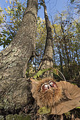 European sweet chestnuts (Castanea sativa) laying on woodland ground at sunset, Liguria, Italy