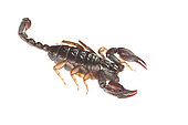 Italian scorpion (Euscorpius italicus) on the white background, side view