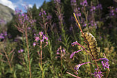 Side view of caterpillar of bedstraw hawk-moth or galium sphinx (Hyles gallii), Valle d’Aosta, Italy