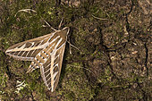 Adult male of striped-hawk moth (Hyles livornica) resting on musky bark, Liguria, Italy