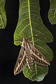 Adult male of striped-hawk moth (Hyles livornica) perched on Ficus sp.leaf by night, Liguria, Italy
