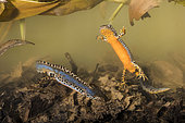 Two adult males of alpine newt (Ichthyosaura alpestris) in aquatic phase swimminig in the pond, Liguria, Italy