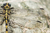 Large pincertail (Onychogomphus uncatus) upper thorax and wings particular, Piedmont, Italy