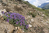 Alpine toadflax (Linaria alpina) growing in tipical high altitude habitat, Gran Paradiso national park, Valle d’Aosta, Italy