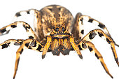 Tarantula Wolf Spider (Lycosa tarantula) on the white background, front view, Croatia