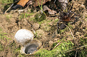 Huge adult female of Moggridges trapdoor spider (Cteniza moggridgei) in defensive posture defending burrow, Liguria, Italy
