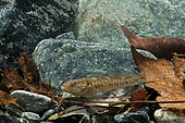 Freshwater Goby (Padogobius bonelli) in its natural environment, Piedmont, Italy