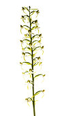 Greater butterfly-orchid (Platanthera clorantha) against a white background, Piedmont, Italy