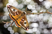 Adult male of Emperor moth (Saturnia pavoniella) perched on twig during day, Liguria, Italy