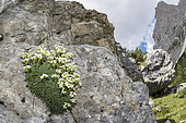 Dolomite saxifrage (Saxifraga squarrosa) growing in Dolomites high altitude habitat, Trentino, Italy