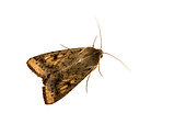 The scarce bordered straw (Helicoverpa armigera) against a white background, Liguria, Italy