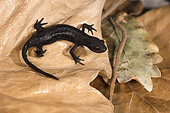 Side view of a female of alpine newt (Ichthyosaura alpestris ssp. apuana) in terrestrial phase walking on wet leaves, Liguria, Italy