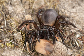 Female of trapdoor spider (Cteniza sauvagesi) in habitat, front view, Corsica, France