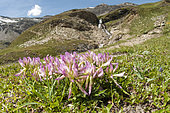 Alpine clover (Trifolium alpinum) growing in tipical high altitude habitat, Gran Paradiso national park, Piedmont, Italy