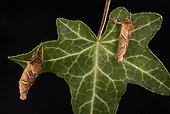 Two adult males of Orange swift (Triodia sylvina) perched on common ivy leaf (Hedera helix) by night, Liguria, Italy