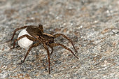 Adult female of a Ground Wolf Spider (Trochosa robusta) with egg sac walking on rocky surface, Piedmont, Italy