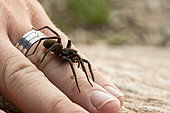 Adult female of alpine wolf spider (Vesubia jugorum) descend the human hand, Piedmont, Italy
