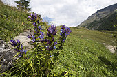 Willow gentian (Gentiana asclepiadea), growing in mountain habitat, Gran Paradiso national park, Valle d’Aosta, Italy