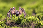 Sub adult female of false wolf spider (Zoropsis spinimana) walking on moss, Liguria, Italy