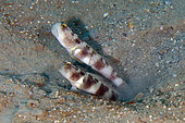 Mottled form of Variable Shrimpgoby (Cryptocentrus fasciatus) pair by hole, Tasi Tolu dive site, Dili, East Timor