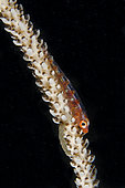 Loki Whip Goby (Bryaninops loki) on Whip Coral (Alcyonacea Order), night dive, Dili Rock East dive site, Dili, East Timor