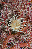 Colonial Sea Anemone (Nemanthus annamensis) on Sea Fan (Melithaea sp) with white polyps, K41 dive site, Dili, East Timor