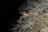 Clear Cleaner Shrimp (Urocaridella antonbrunii) on coral, K41 dive site, Dili, East Timor