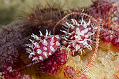 Mating pair of Ridged Egg Cowries (Diminovula culmen) with Brittle Star (Ophiothrix sp) on Carnation Coral (Dendronephthya sp), Tasi Tolu dive site, Dili, East Timor